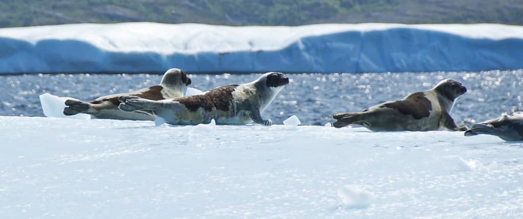 Seals