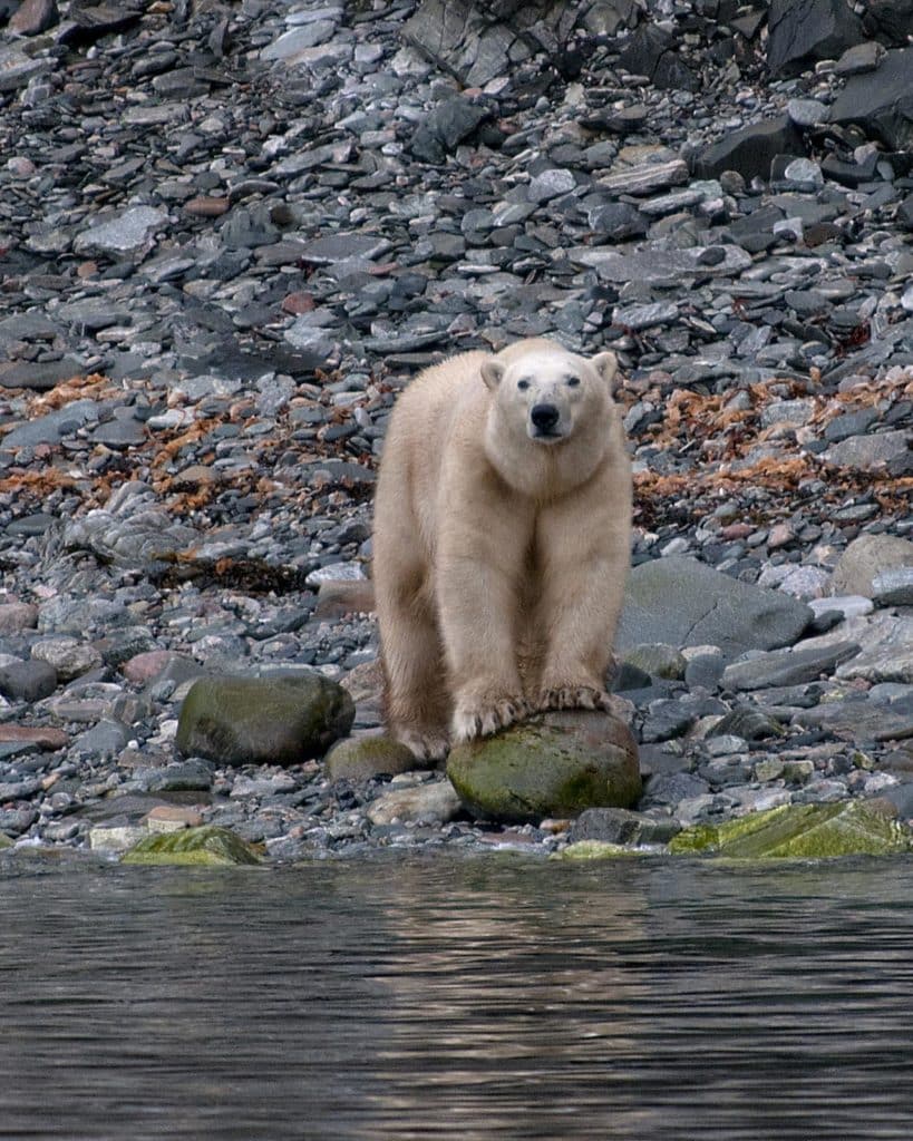 Polar Bears