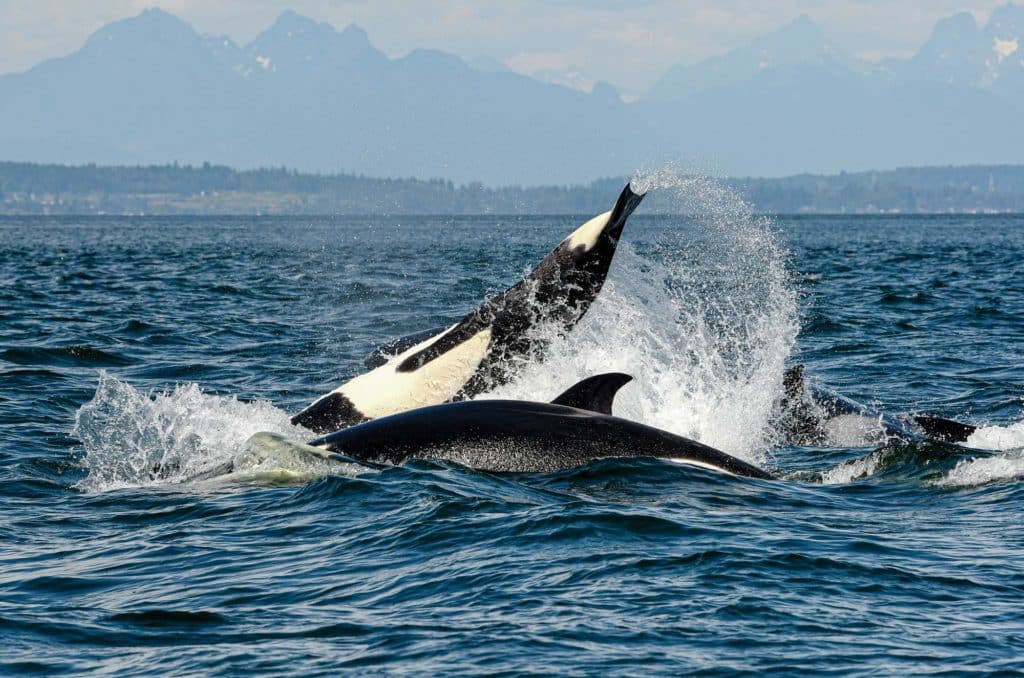 orcas in the San Juan Islands