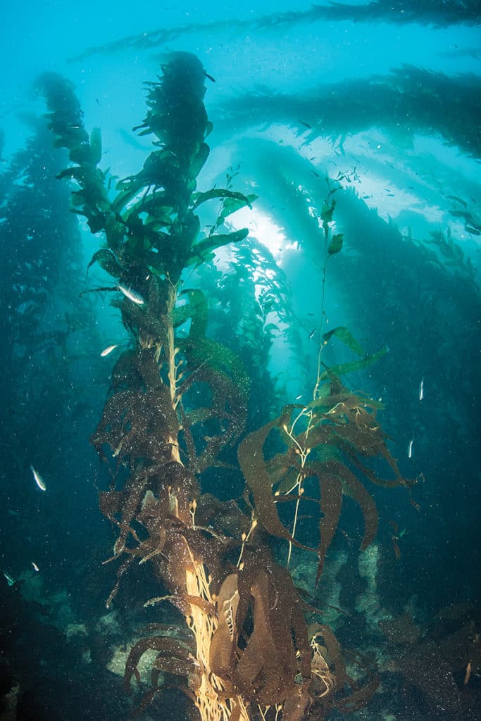 giant kelp