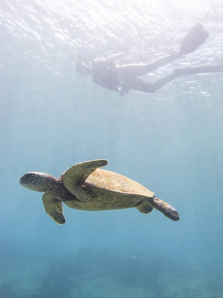 Hawaii, Turtle