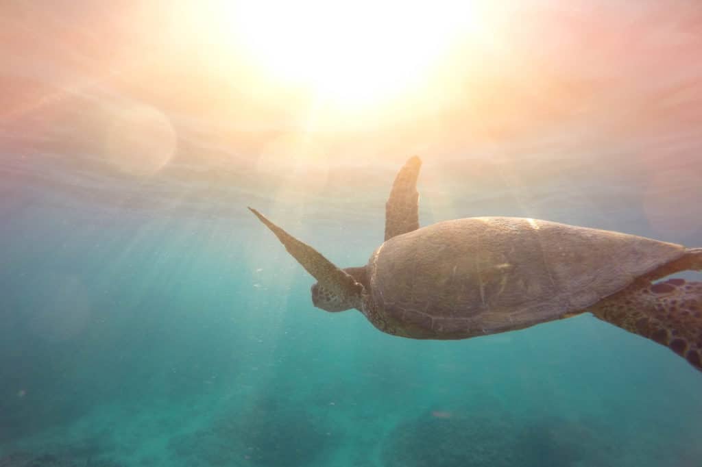Marine Conservation, Sea Turtle