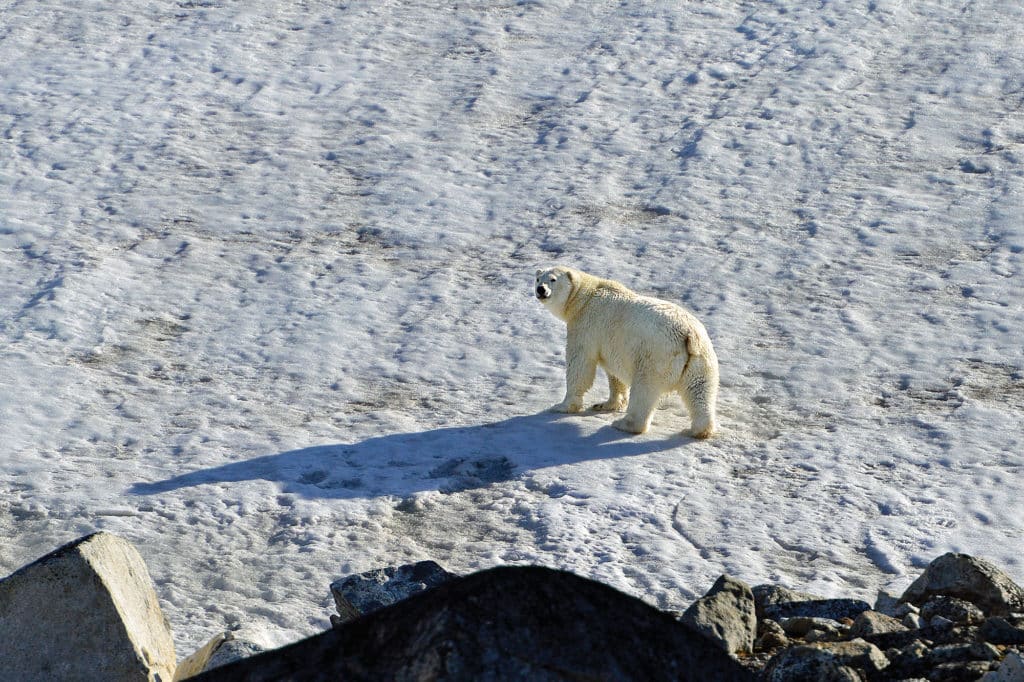 polar ice caps