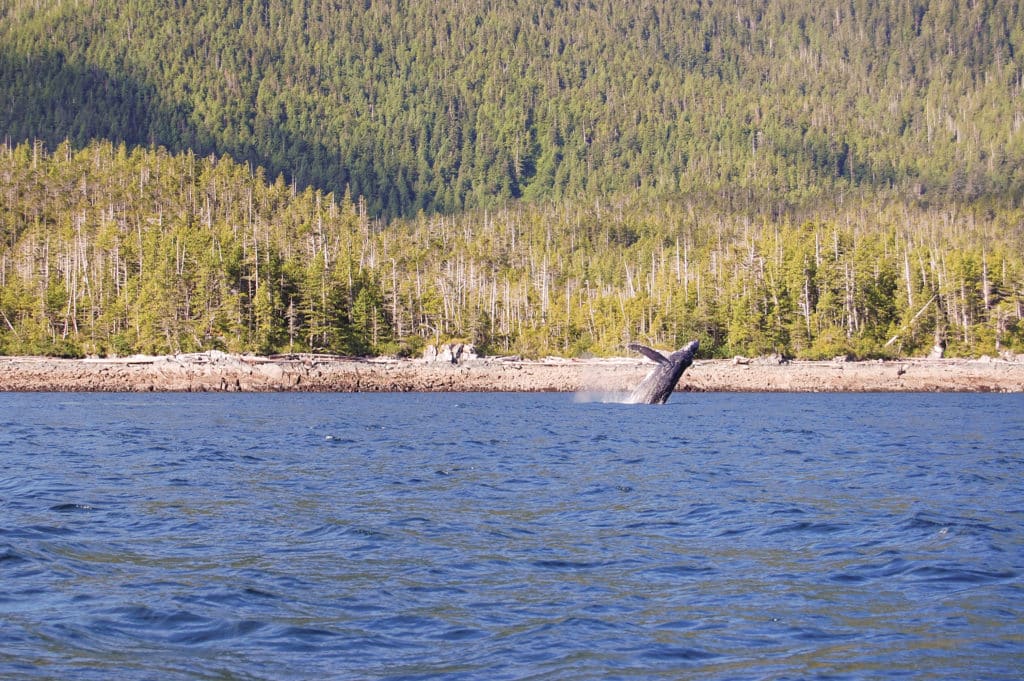 Whale, Alaska, Adventure