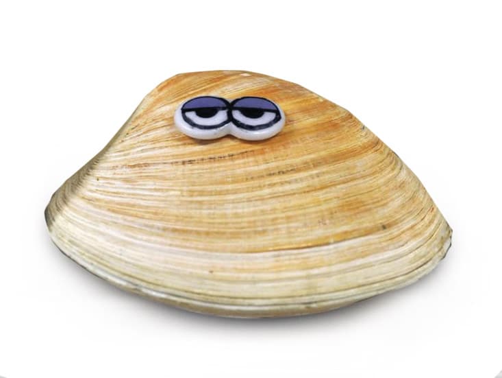 Quahog