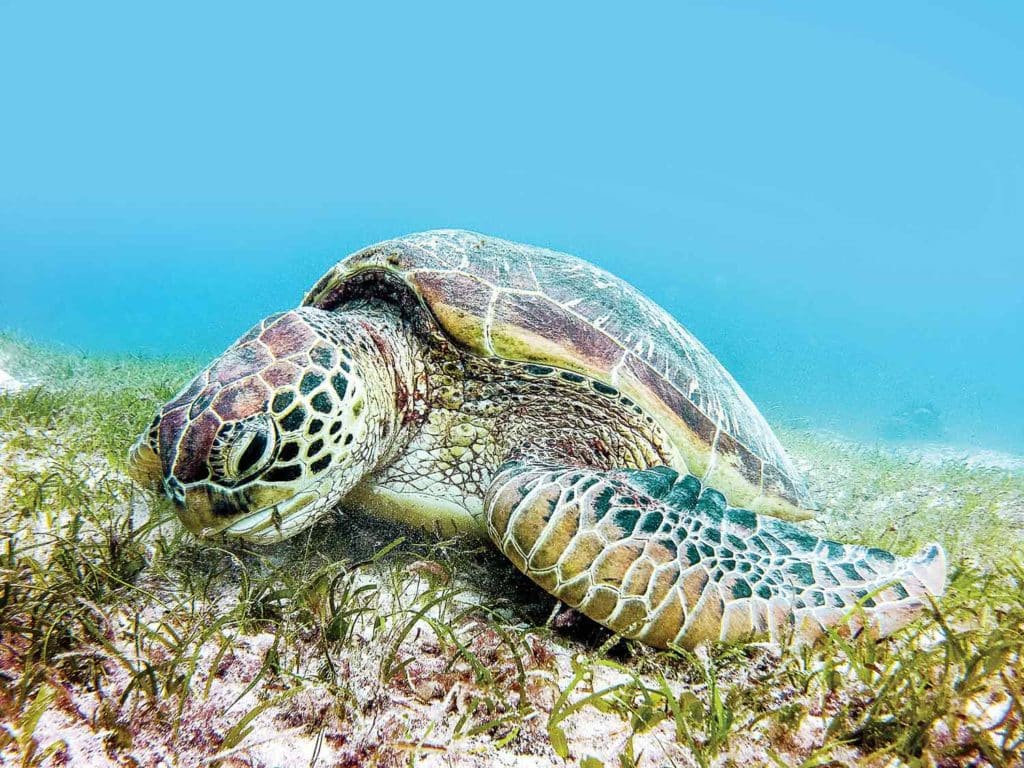 Sea turtle lying on the sea floor