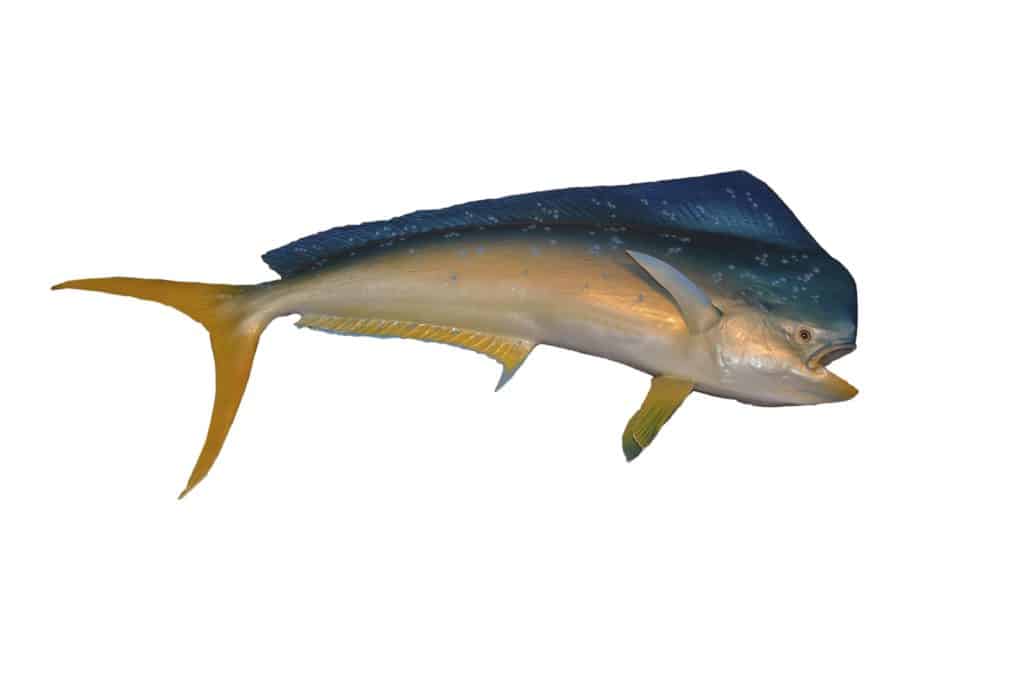 Mahi Mahi, Fish