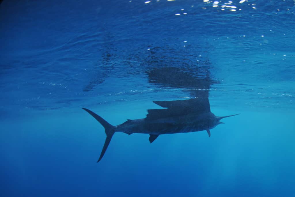 sport fishing, sailfish