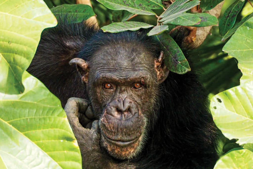 chimpanzee