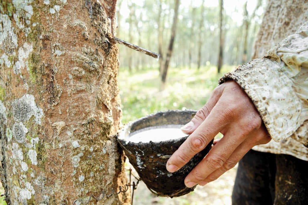 Harvesting rubber-tree milk