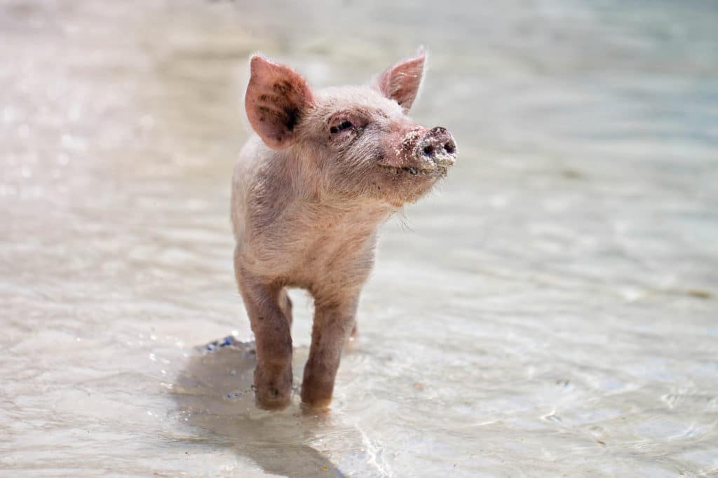 swimming pigs