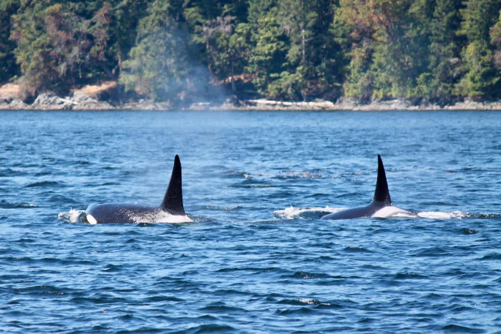 Orcas Pod