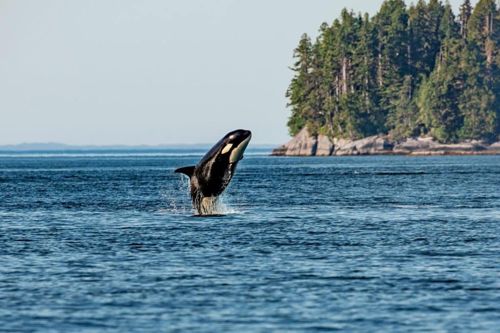 orca whales in the Pacific Northwest