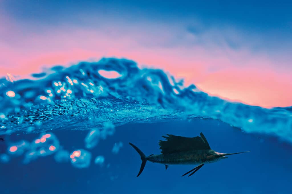 Sailfish under water