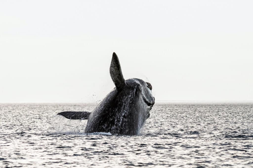 whale breaching