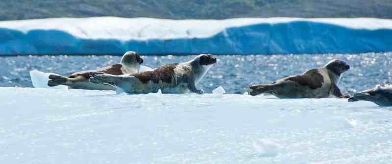 Seals