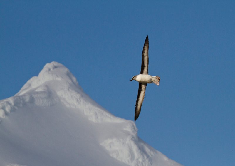 Grey-Headed Albatross