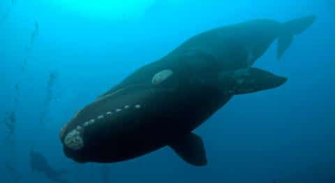 North Atlantic Right Whale The NOAA study showed that boaters care about protecting rare species like this North Atlantic Right Whale.