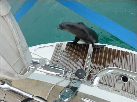 This local made himself at home with the fleet taking part in the Oyster World Rally as it cruised through the Galapagos Islands.