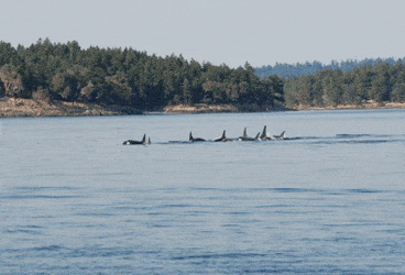 San Juan whale watching