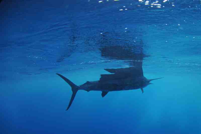 sport fishing, sailfish