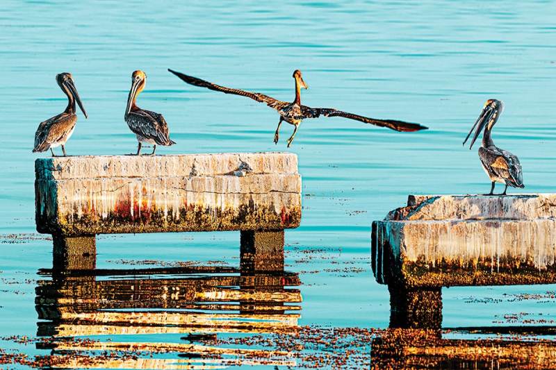 Beyond the Duval Street social scene, Alan Maltz’s Key West is filled with natural wonders.