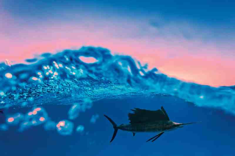 YTG0223_Electronics_2 Sailfish under water