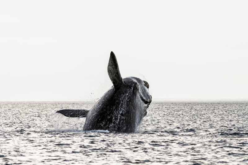 YTG0623_Currents_1 whale breaching