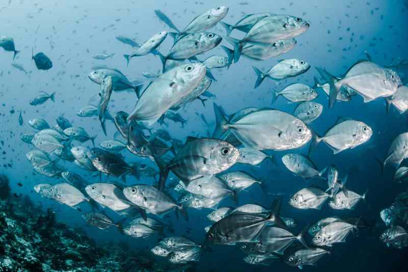 sebastian-pena-lambarri-YV593oyMKmo-unsplash silver fishes underwater