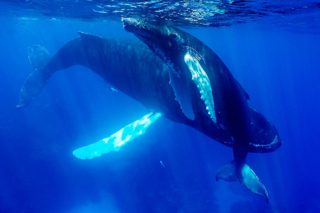 Whales