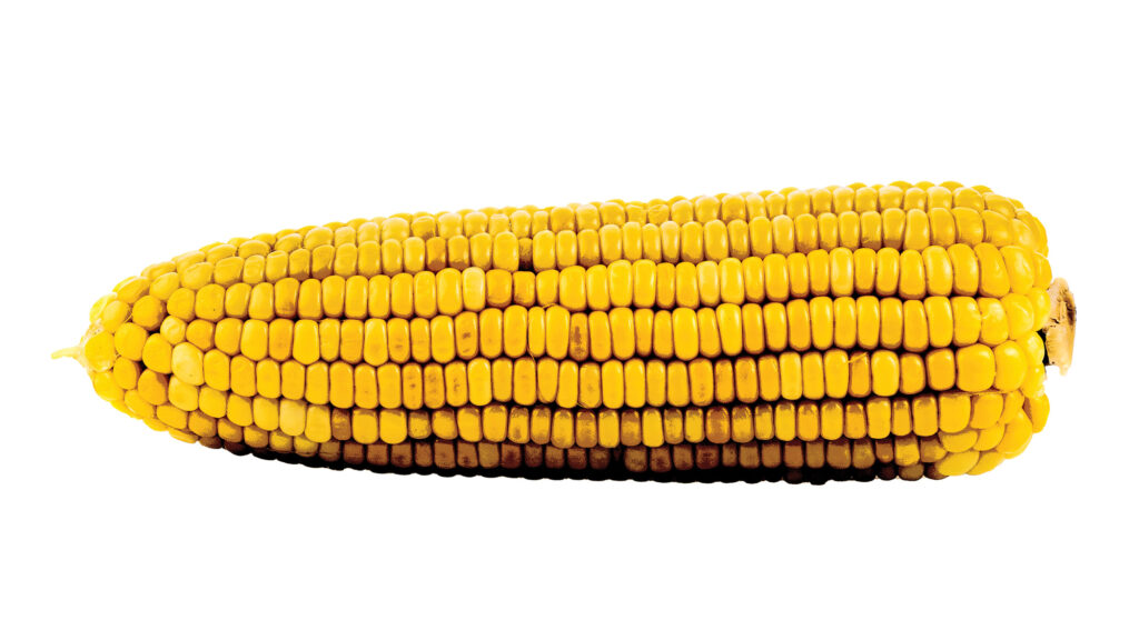 Corn