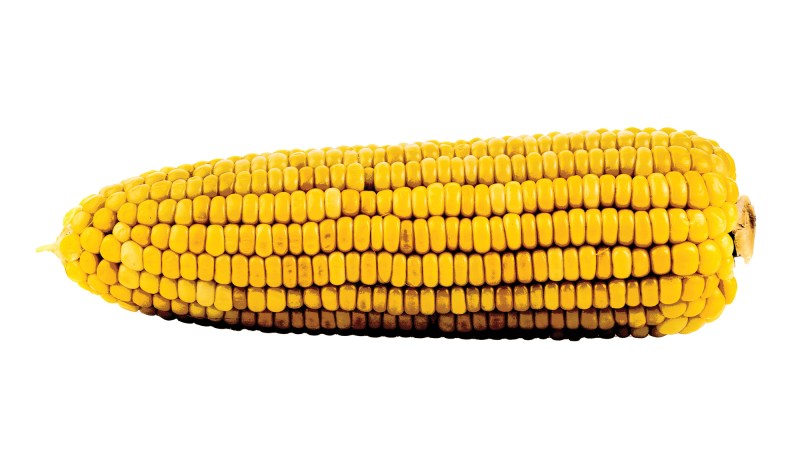 Corn