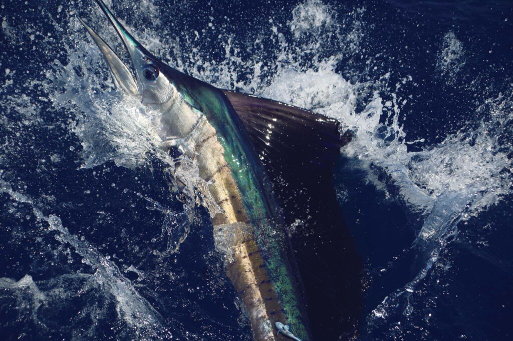 Sailfish