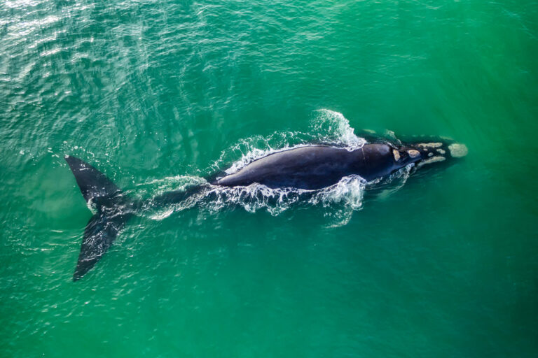 Right whale