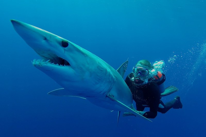 Guy-and-Shark Guy Harvey with a shark