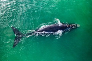 North Atlantic right whale