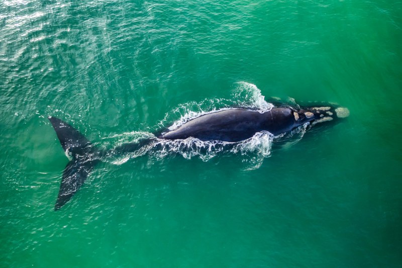 North Atlantic right whale